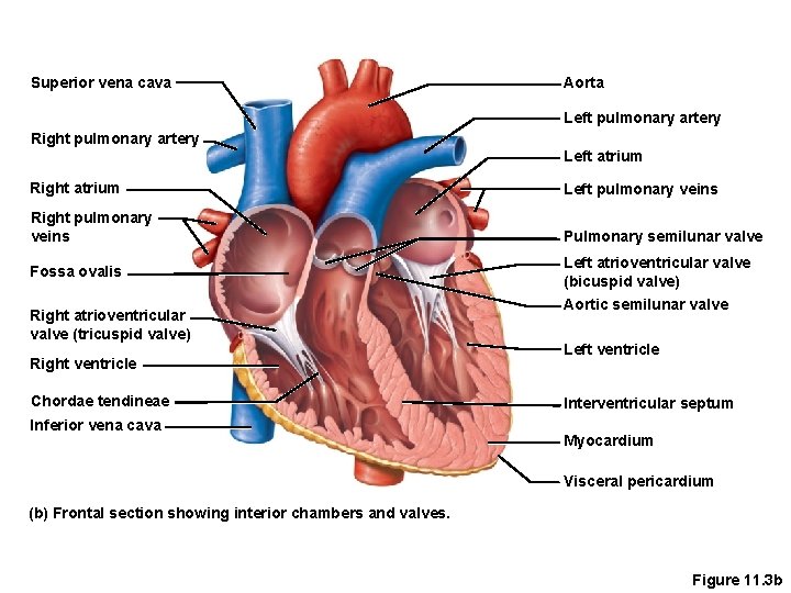 Superior vena cava Aorta Left pulmonary artery Right pulmonary artery Left atrium Right atrium