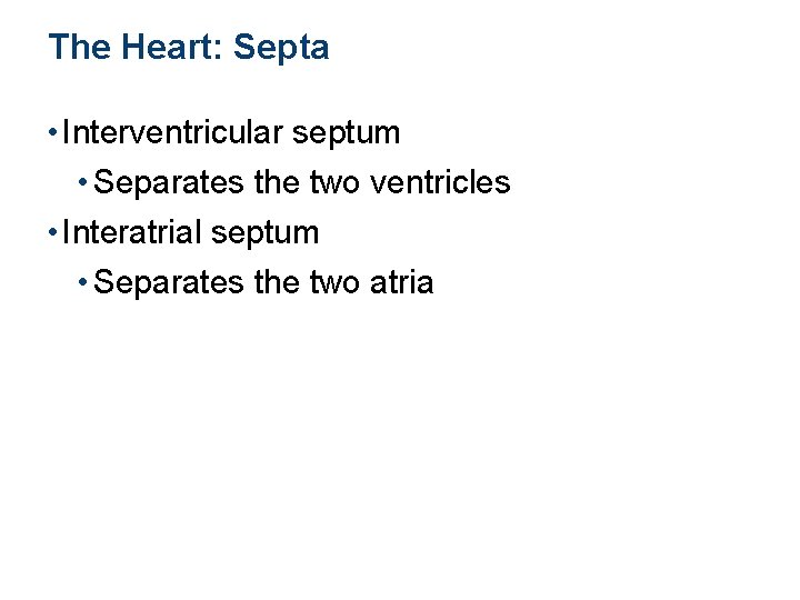 The Heart: Septa • Interventricular septum • Separates the two ventricles • Interatrial septum