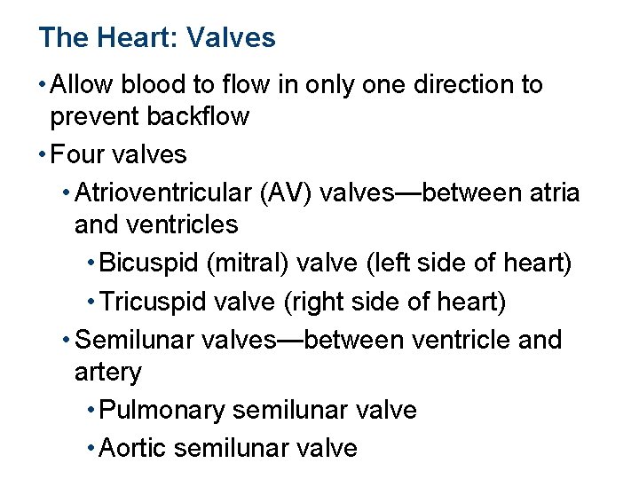The Heart: Valves • Allow blood to flow in only one direction to prevent