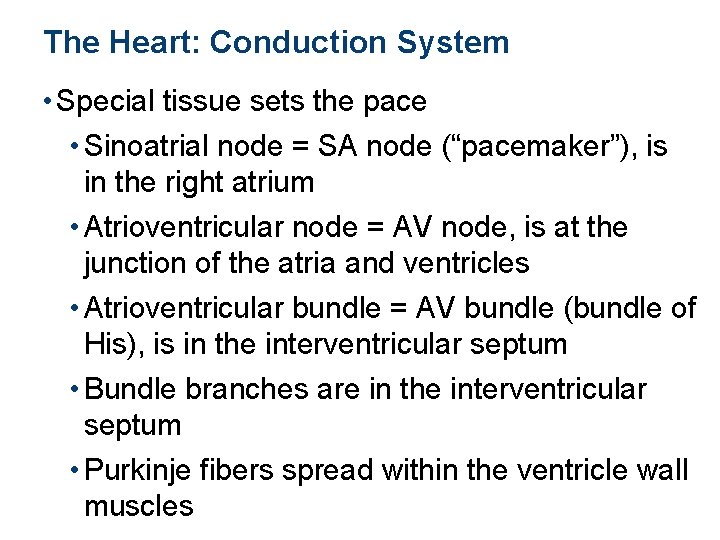 The Heart: Conduction System • Special tissue sets the pace • Sinoatrial node =