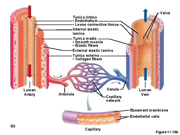 Valve Tunica intima • Endothelium • Loose connective tissue Internal elastic lamina Tunica media