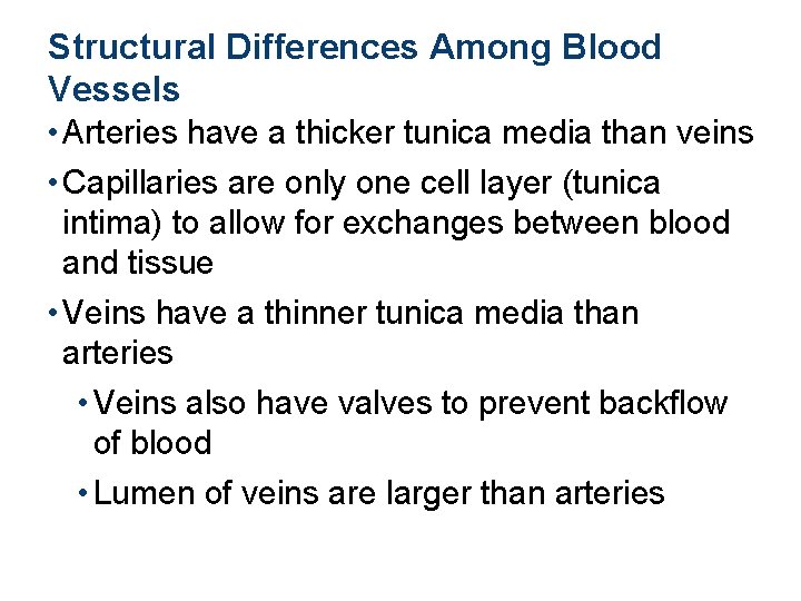 Structural Differences Among Blood Vessels • Arteries have a thicker tunica media than veins