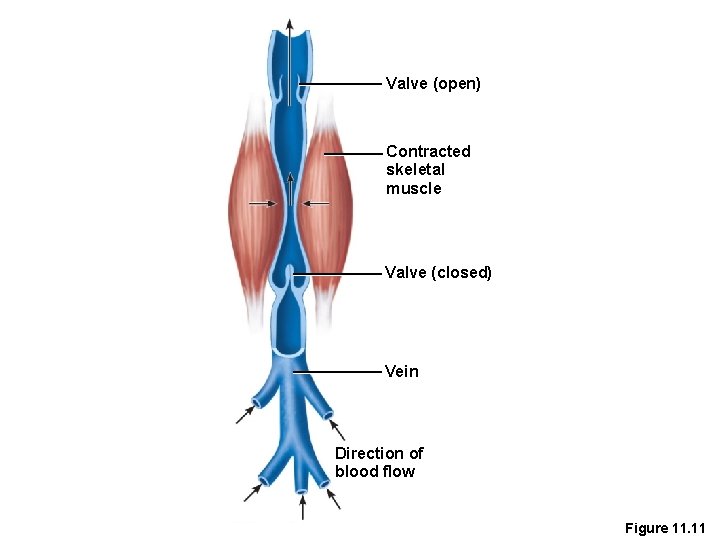 Valve (open) Contracted skeletal muscle Valve (closed) Vein Direction of blood flow Figure 11.
