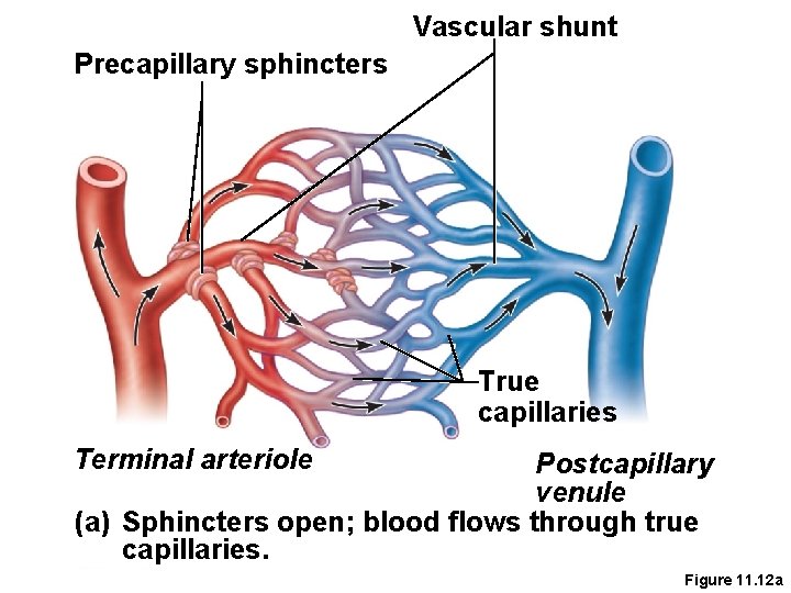 Vascular shunt Precapillary sphincters True capillaries Terminal arteriole Postcapillary venule (a) Sphincters open; blood