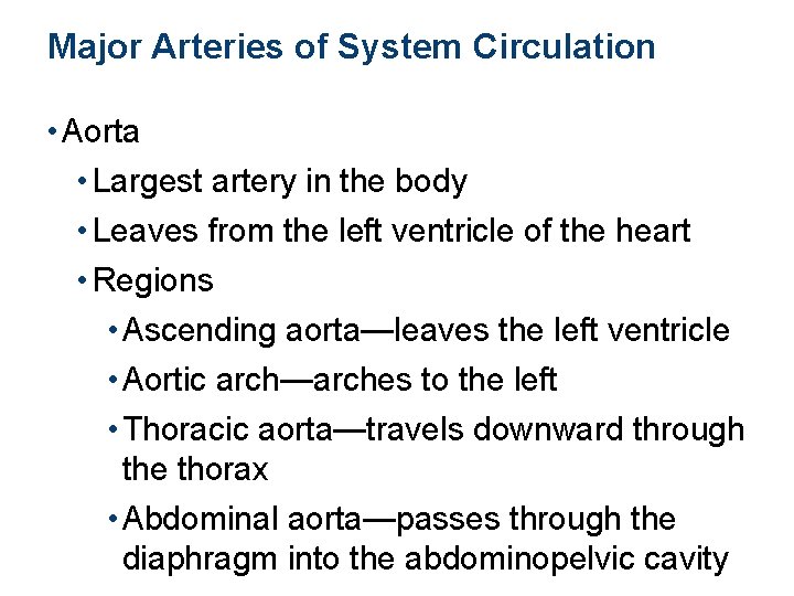 Major Arteries of System Circulation • Aorta • Largest artery in the body •