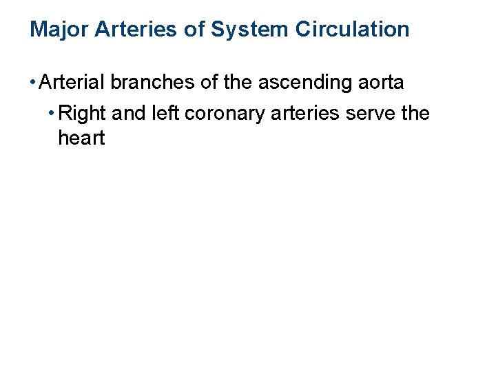 Major Arteries of System Circulation • Arterial branches of the ascending aorta • Right