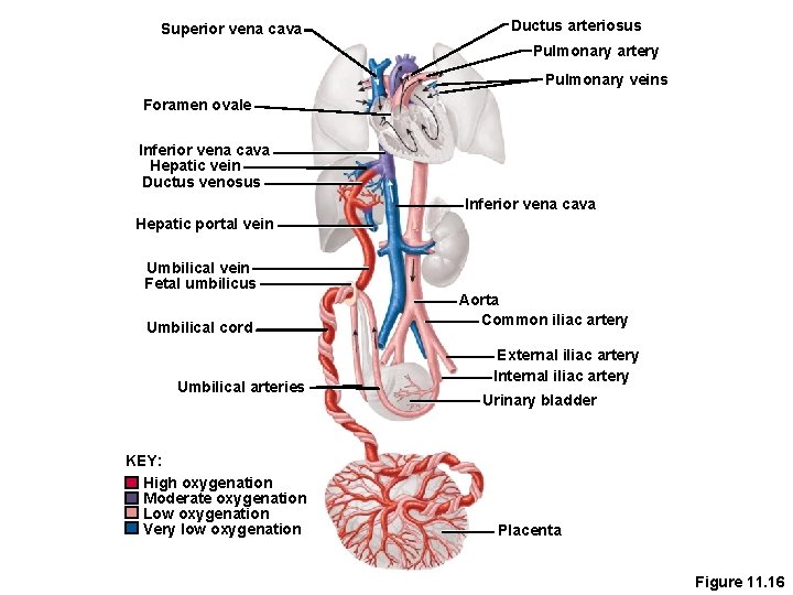 Superior vena cava Ductus arteriosus Pulmonary artery Pulmonary veins Foramen ovale Inferior vena cava