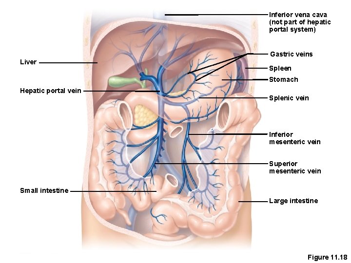 Inferior vena cava (not part of hepatic portal system) Gastric veins Liver Spleen Stomach
