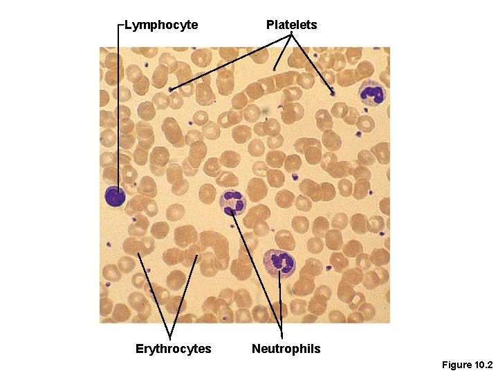 Lymphocyte Erythrocytes Platelets Neutrophils Figure 10. 2 