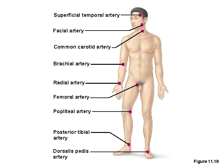 Superficial temporal artery Facial artery Common carotid artery Brachial artery Radial artery Femoral artery