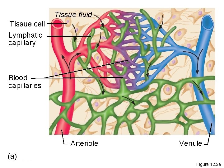 Tissue fluid Tissue cell Lymphatic capillary Blood capillaries Arteriole Venule (a) Figure 12. 2