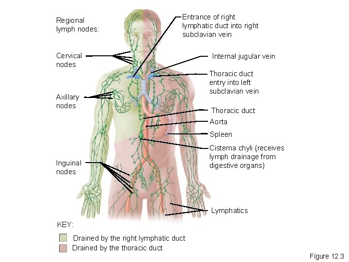 Regional lymph nodes: Entrance of right lymphatic duct into right subclavian vein Cervical nodes