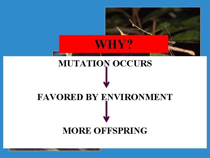 WHY? MUTATION OCCURS FAVORED BY ENVIRONMENT MORE OFFSPRING 