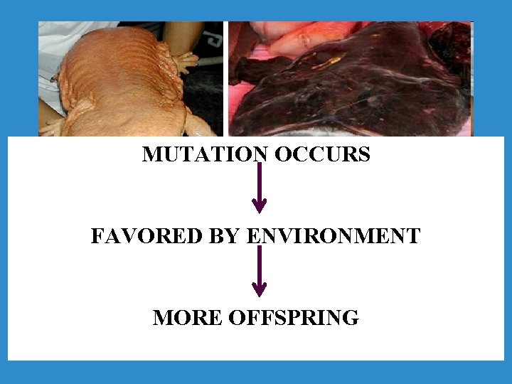 MUTATION OCCURS FAVORED BY ENVIRONMENT MORE OFFSPRING 