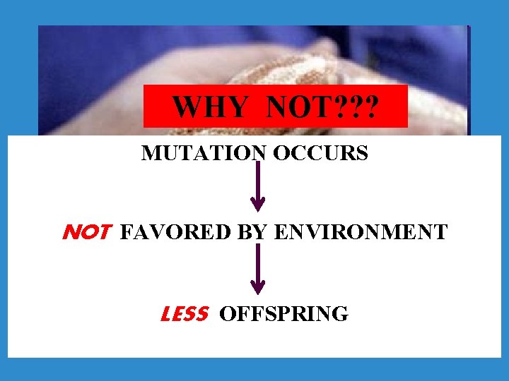 WHY NOT? ? ? MUTATION OCCURS NOT FAVORED BY ENVIRONMENT LESS OFFSPRING 