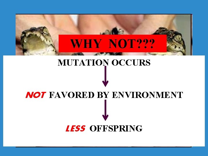 WHY NOT? ? ? MUTATION OCCURS NOT FAVORED BY ENVIRONMENT LESS OFFSPRING 