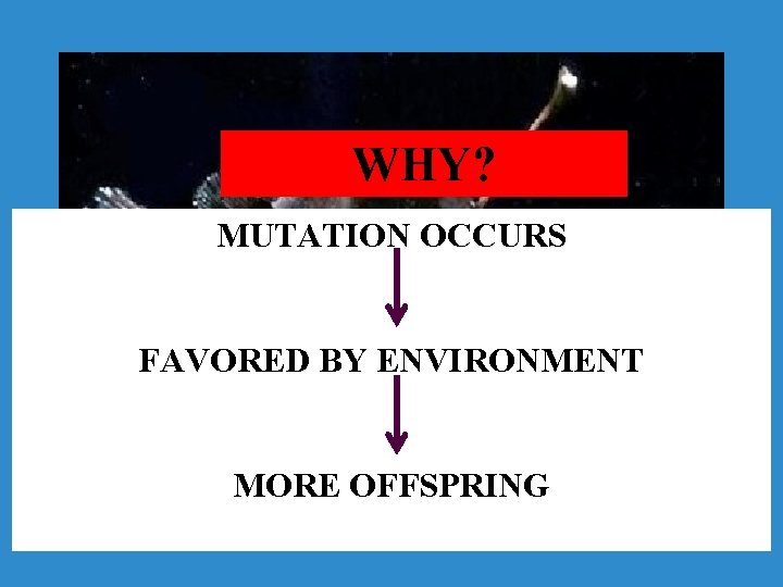 WHY? MUTATION OCCURS FAVORED BY ENVIRONMENT MORE OFFSPRING 