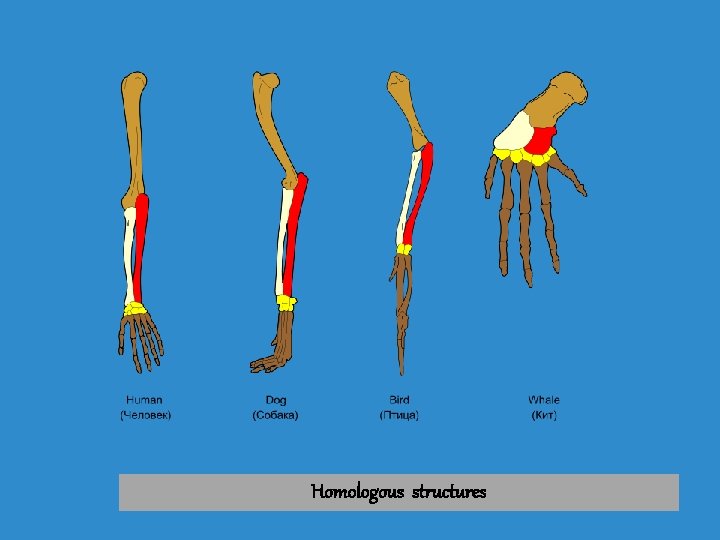 Homologous structures 