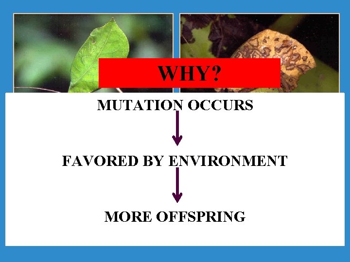 WHY? MUTATION OCCURS ü ADAPTATION ALLOWS ORGANISM TO LIVE LONGER. ü ADAPTATION ALLOWS ORGANISM