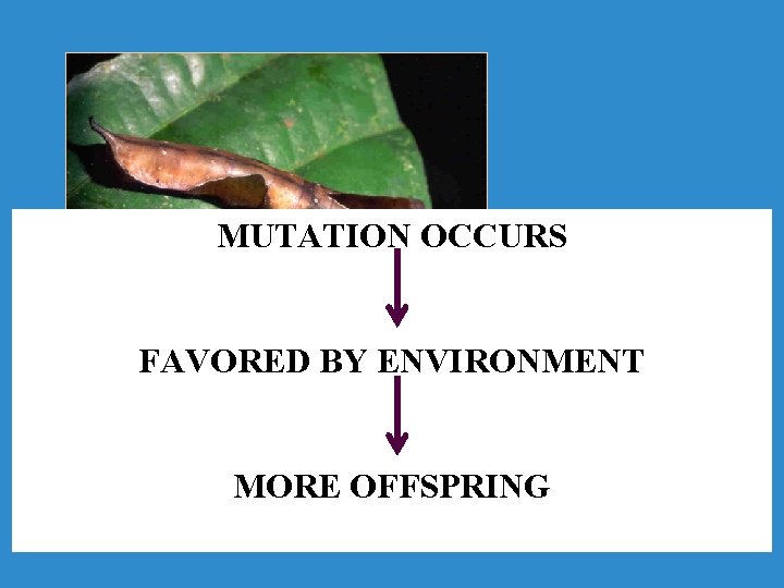 MUTATION OCCURS FAVORED BY ENVIRONMENT MORE OFFSPRING 