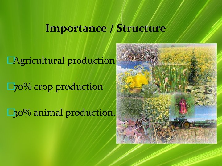 Importance / Structure �Agricultural production � 70% crop production � 30% animal production. 