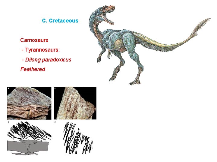 C. Cretaceous Carnosaurs - Tyrannosaurs: - Dilong paradoxicus Feathered 