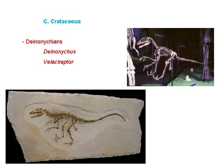 C. Cretaceous - Deinonychians Deinonychus Velaciraptor 