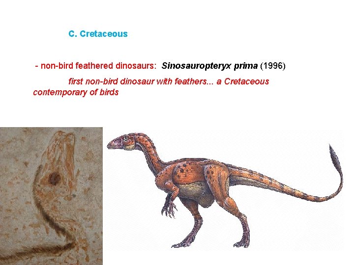 C. Cretaceous - non-bird feathered dinosaurs: Sinosauropteryx prima (1996) first non-bird dinosaur with feathers.