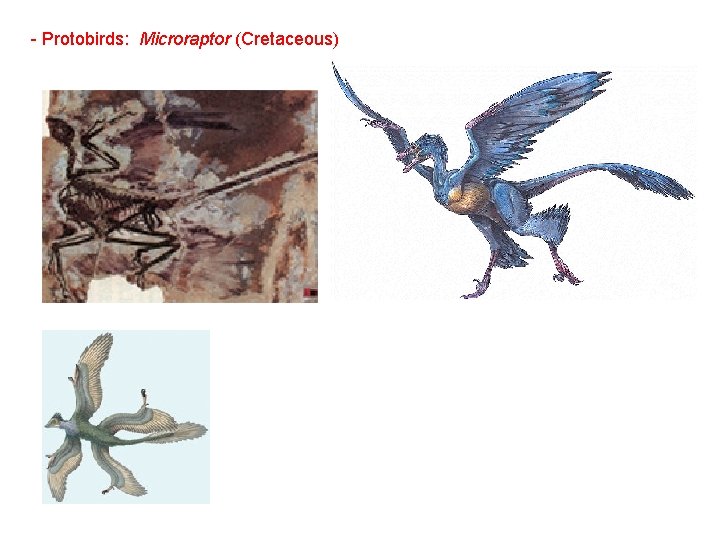 - Protobirds: Microraptor (Cretaceous) 