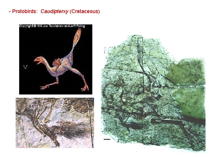 - Protobirds: Caudipterxy (Cretaceous) 