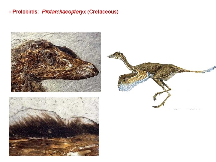 - Protobirds: Protarchaeopteryx (Cretaceous) 