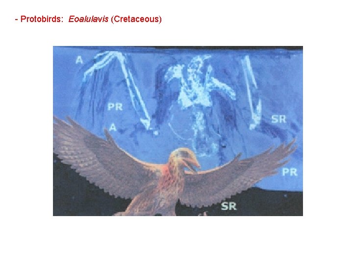 - Protobirds: Eoalulavis (Cretaceous) 