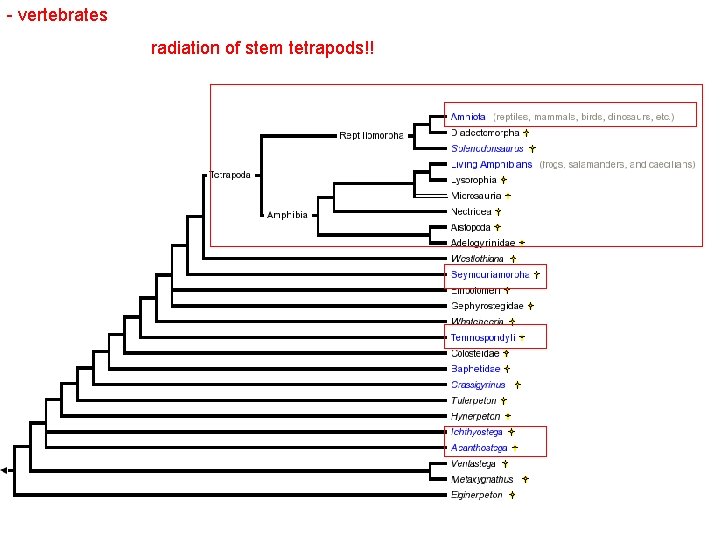 - vertebrates radiation of stem tetrapods!! 