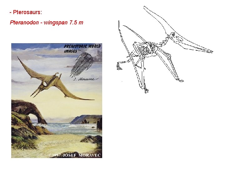 - Pterosaurs: Pteranodon - wingspan 7. 5 m 