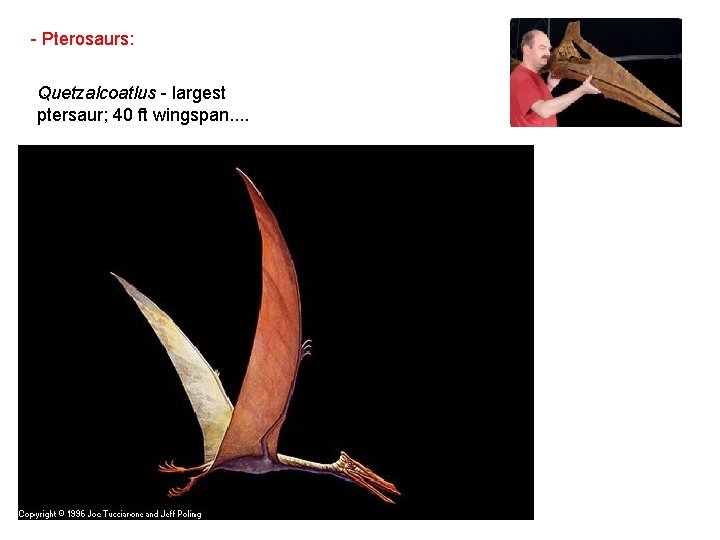 - Pterosaurs: Quetzalcoatlus - largest ptersaur; 40 ft wingspan. . 