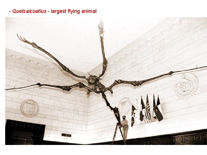 - Quetzalcoatlus - largest flying animal Quetzalcoatlus - largest ptersaur; 40 ft wingspan. .