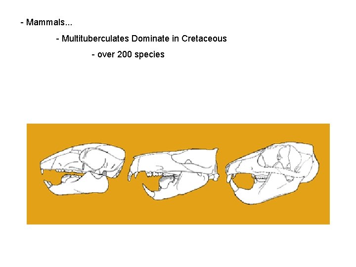 - Mammals. . . - Multituberculates Dominate in Cretaceous - over 200 species 