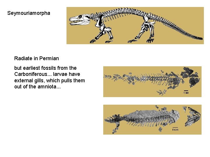 Seymouriamorpha Radiate in Permian but earliest fossils from the Carboniferous. . . larvae have