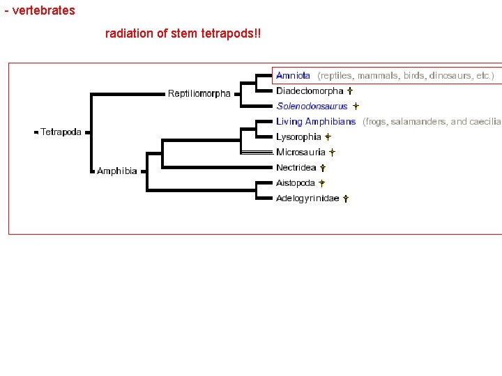 - vertebrates radiation of stem tetrapods!! 