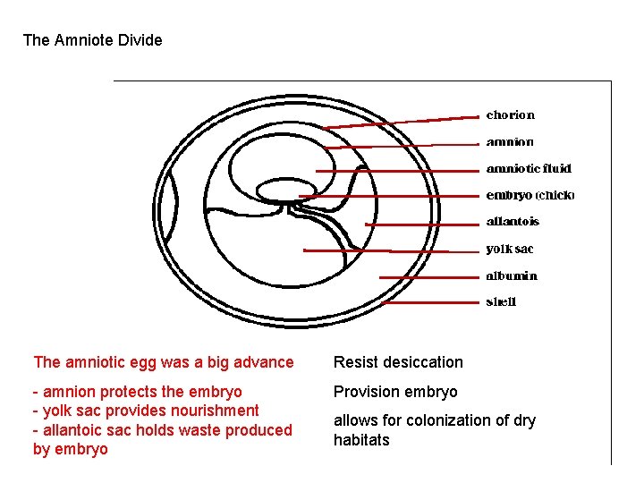 The Amniote Divide The amniotic egg was a big advance Resist desiccation - amnion