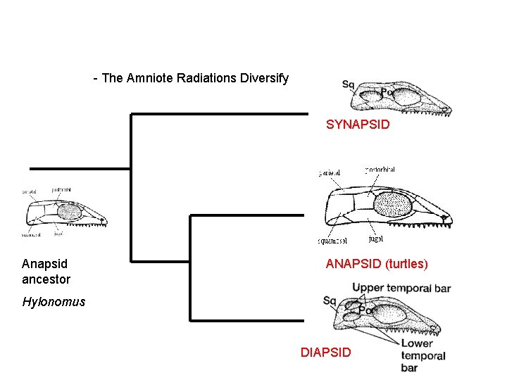 - The Amniote Radiations Diversify SYNAPSID Anapsid ancestor ANAPSID (turtles) Hylonomus DIAPSID 