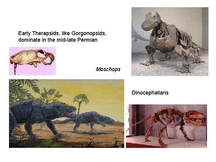 Early Therapsids, like Gorgonopsids, dominate in the mid-late Permian Moschops Dinocephalians 