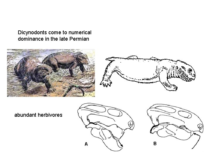 Dicynodonts come to numerical dominance in the late Permian abundant herbivores 