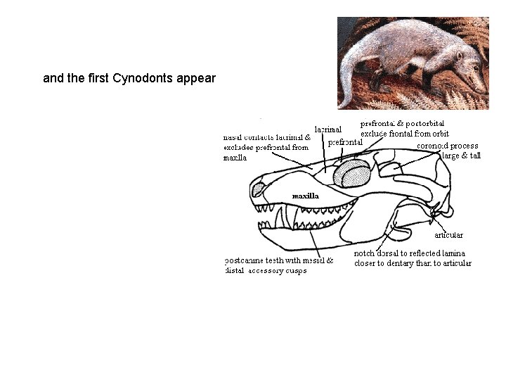 and the first Cynodonts appear 