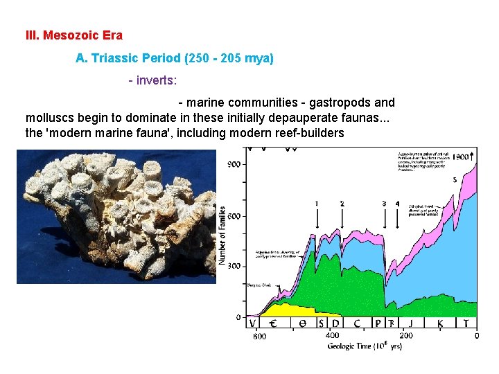 III. Mesozoic Era A. Triassic Period (250 - 205 mya) - inverts: - marine