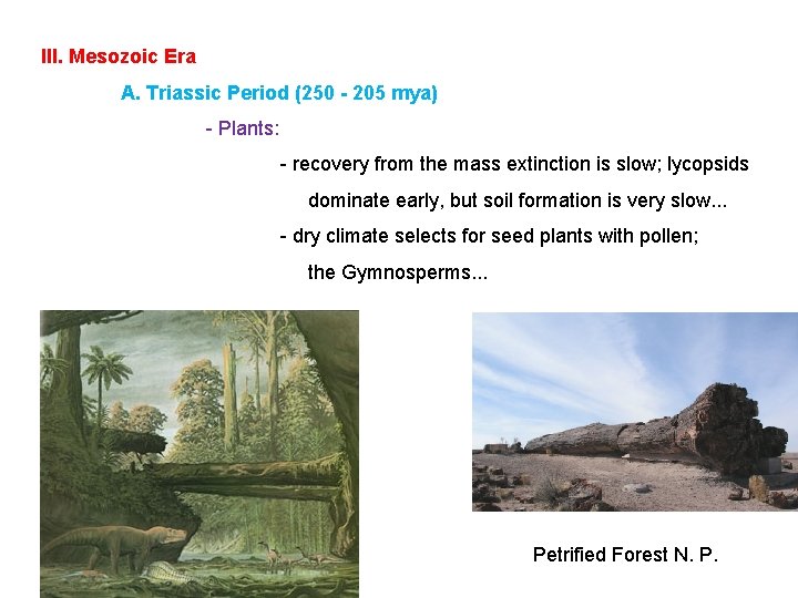 III. Mesozoic Era A. Triassic Period (250 - 205 mya) - Plants: - recovery