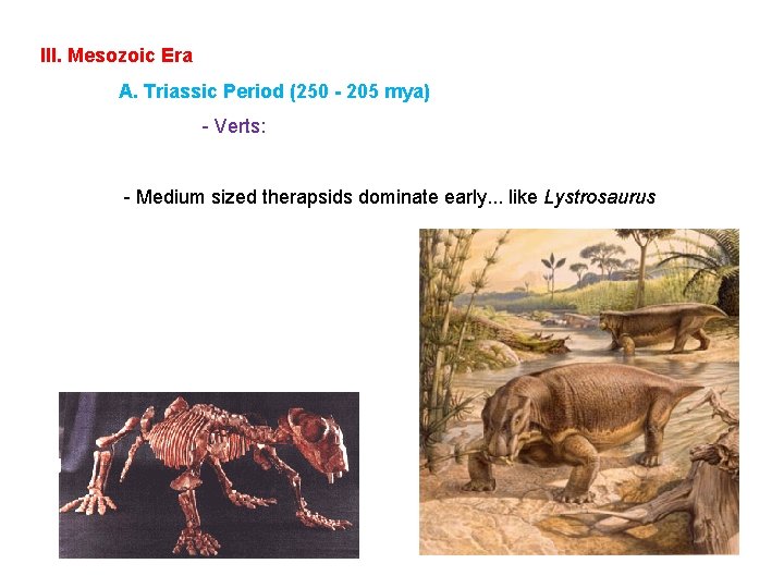 III. Mesozoic Era A. Triassic Period (250 - 205 mya) - Verts: - Medium