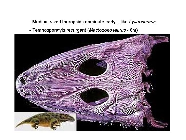 - Medium sized therapsids dominate early. . . like Lystrosaurus - Temnospondyls resurgent (Mastodonosaurus