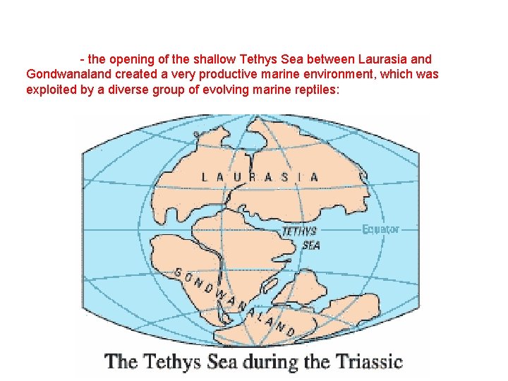 - the opening of the shallow Tethys Sea between Laurasia and Gondwanaland created a