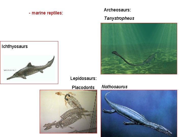 Archeosaurs: - marine reptiles: Tanystropheus Ichthyosaurs Lepidosaurs: Placodonts Nothosaurus 